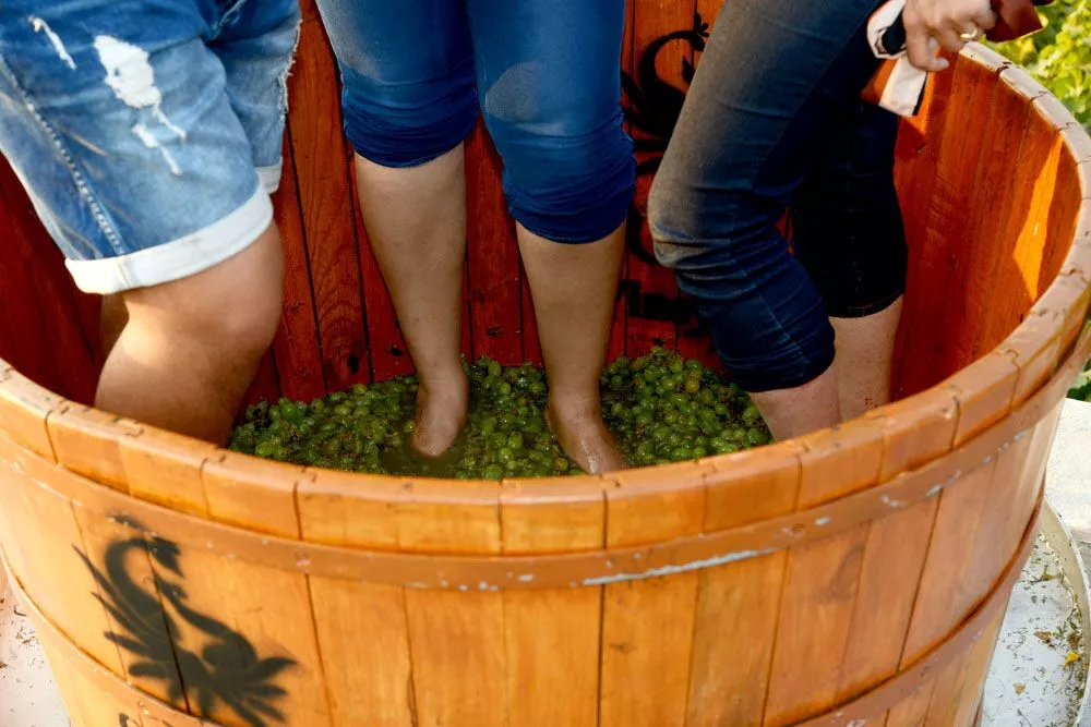 Head to Soma Vine Village for a Grape Stomping Adventure